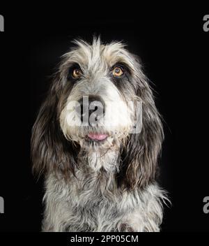 Portrait adult Blue Gascony Griffon dog with funny expression face. Isolated on black dark background Stock Photo