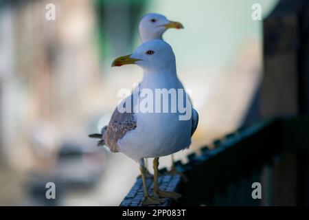 The seagulls are sitting on the balcony. Stock Photo