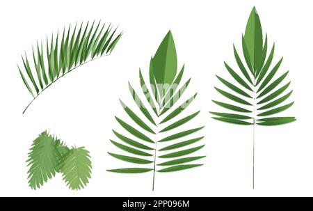 set vector illustraion of tropical leaves isolated on white background ...