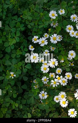 Chamomile (otherwise Matricaria chamomilla, chamomile stripped, Camila, blink, blush, maiden flower) in the meadow. Top view. Stock Photo