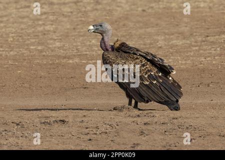 Ruppells Vulture  (Gyps rueppelli) at rest on the ground Stock Photo