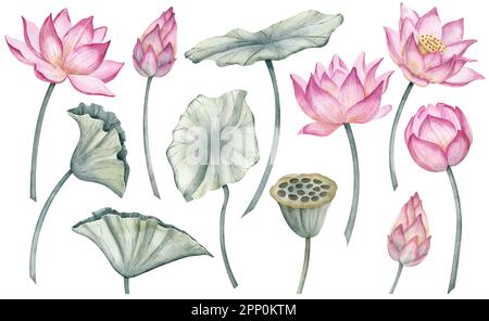 Lotus Flowers big Set. Hand drawn watercolor illustration of tropical pink waterlily and green leaves on isolated background. Bundle of water lily for clipart or spa or Zen design. Botanical drawing. Stock Photo