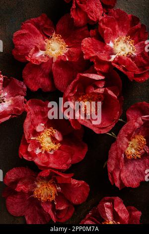 a beautiful pink red dog rose flowers background Stock Photo