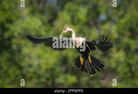 Female Anhinga with wings outsterched at the Venice Audubon Rookery in Venice Florida USA Stock Photo