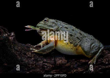 INCREDIBLE images taken from a garden in Indonesia show how an African bullfrog attempts to eat a vine snake who manages to bite back before becoming Stock Photo