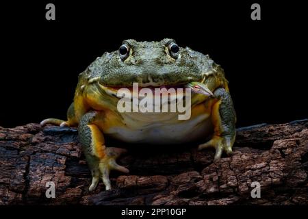 INCREDIBLE images taken from a garden in Indonesia show how an African bullfrog attempts to eat a vine snake who manages to bite back before becoming Stock Photo