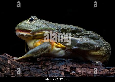 INCREDIBLE images taken from a garden in Indonesia show how an African bullfrog attempts to eat a vine snake who manages to bite back before becoming Stock Photo