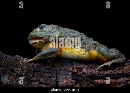 INCREDIBLE images taken from a garden in Indonesia show how an African bullfrog attempts to eat a vine snake who manages to bite back before becoming Stock Photo