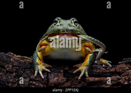 INCREDIBLE images taken from a garden in Indonesia show how an African bullfrog attempts to eat a vine snake who manages to bite back before becoming Stock Photo