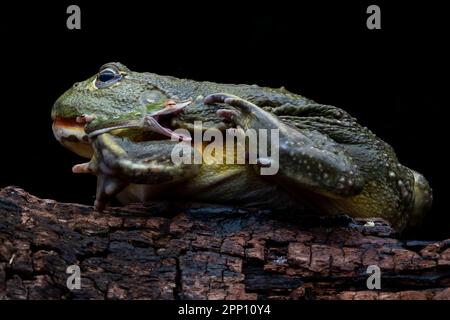 INCREDIBLE images taken from a garden in Indonesia show how an African bullfrog attempts to eat a vine snake who manages to bite back before becoming Stock Photo