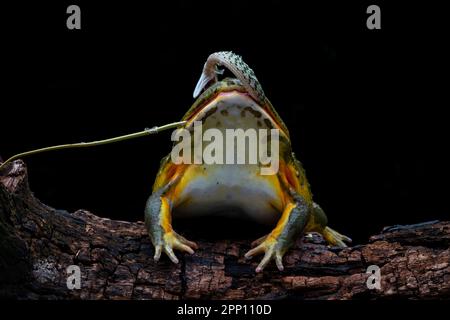 INCREDIBLE images taken from a garden in Indonesia show how an African bullfrog attempts to eat a vine snake who manages to bite back before becoming Stock Photo