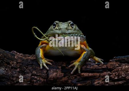 INCREDIBLE images taken from a garden in Indonesia show how an African bullfrog attempts to eat a vine snake who manages to bite back before becoming Stock Photo