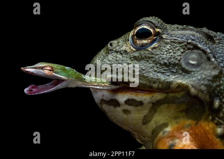 INCREDIBLE images taken from a garden in Indonesia show how an African bullfrog attempts to eat a vine snake who manages to bite back before becoming Stock Photo