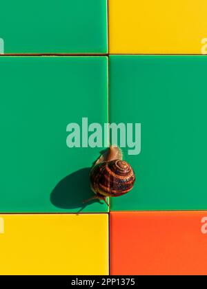 Snail crawling on colorful mosaic ceramic tile outdoor. Helix pomatia Roman edible Burgundy mollusk Escargot creep on house facade exterior sunny summ Stock Photo