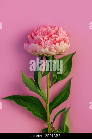 Pink peony flower on pastel background. Beautiful blooming botanical floral design. One rose colored Paeonia plant with green leaves and petals. Creat Stock Photo