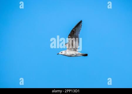 A ring-billed gull flies in blue sky on a daytime Stock Photo