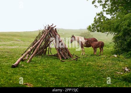 Horses in a rainy morning in the countryside Stock Photo