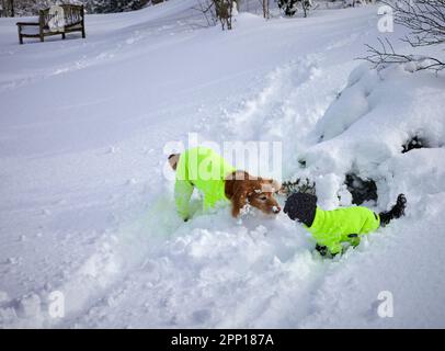 Two dogs in yellow, hivis coats, meet whilst playing after heavy overnight snow on moorland smallholding at 900ft in North Yorkshire Stock Photo