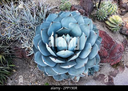 Agave parryi, var.truncata, California Stock Photo