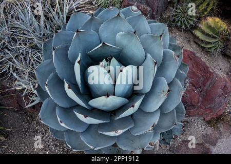 Agave parryi, var.truncata, California Stock Photo