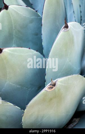 Agave parryi, var.truncata, California Stock Photo