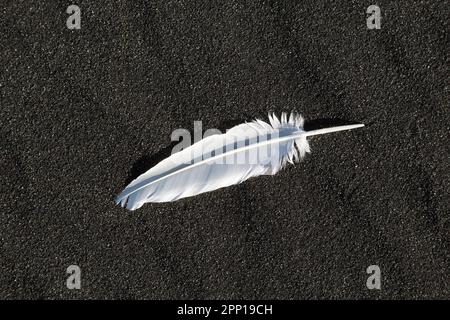 White bird feather on black volcanic sand of Diamond Beach at the glacial outwash plain Breiðamerkursandur / Breidamerkursandur, Suðursveit, Iceland Stock Photo