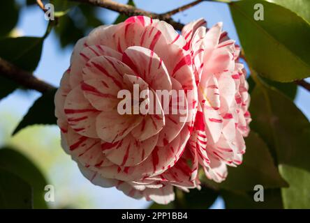 Fotografía macro de flores de camelia de colores rosa y rojo Stock Photo