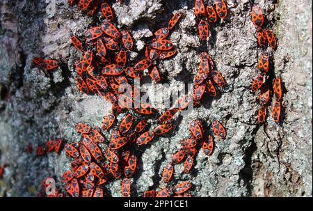 many fire bugs on a tree Stock Photo