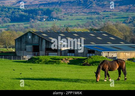 Brown horse eating grass (4 equine bands on pasterns or legs - joint care) overlooking scenic Wharfe Valley - Addingham, West Yorkshire, England, UK. Stock Photo