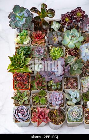 A set of different mix succulents top view. Gardening. Haworthia and Aloe, Crassula Sedum, Echeveria Kalanchoe. Grow mini flower. Cactus home green succulent. Flowers background Plant tropical texture Stock Photo