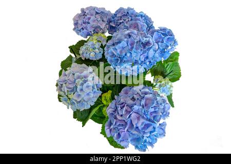 beautiful vibrant blue isolated hortensia Hydrangea flower . Stock Photo