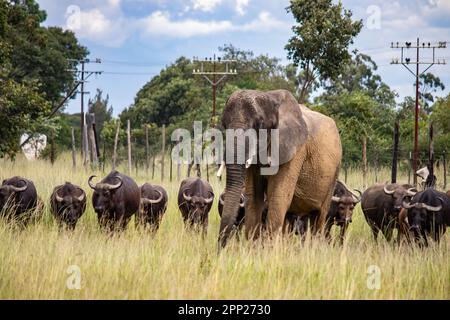 Members of big five African animals, elephant and buffalo walking ...