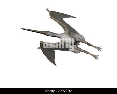 Pterodactyl isolated hi-res stock photography and images - Alamy