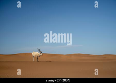 Male addax antelope with collar in the dunes of Erg Chegaga. Stock Photo