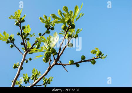 sprouting figs on a fig branch on a blue sky background natural wallpaper Stock Photo