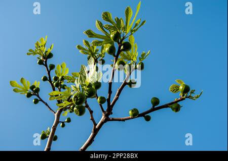 sprouting figs on a fig branch on a blue sky background natural wallpaper Stock Photo