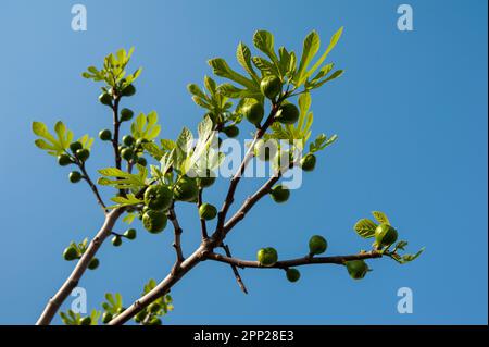 sprouting figs on a fig branch on a blue sky background natural wallpaper Stock Photo