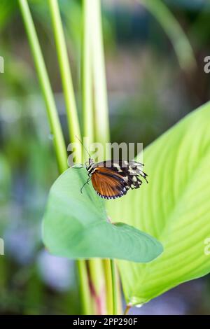 Close-Up of Golden Longwing (Heliconius Hecale) Butterfly Sitting on a Leaf. Stock Photo
