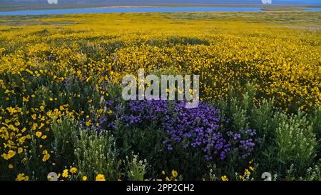 Super bloom in Carrizo Plain Stock Photo