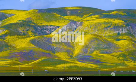 Yellow and purple flowers covered rolling hills. Stock Photo