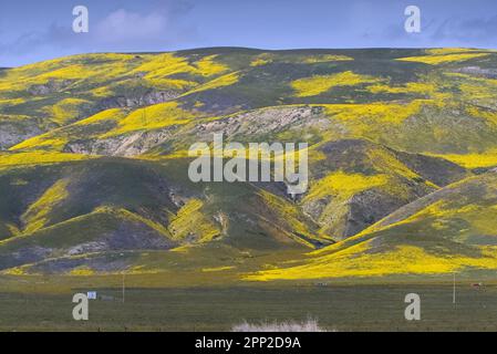 Yellow and purple flowers covered rolling hills. Stock Photo