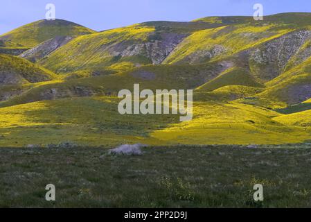 Yellow and purple flowers covered rolling hills. Stock Photo