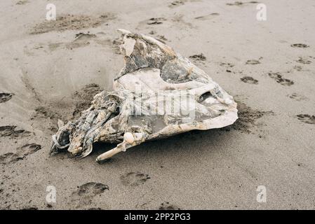 Angled closeup shot of a dead sea turtle. Most of the meat has been eaten by stray dogs as seen by the paws on the sand surrounding the carcass. Stock Photo