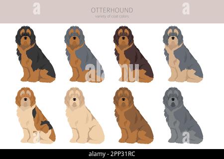 Otterhound clipart. Different poses, coat colors set.  Vector illustration Stock Vector