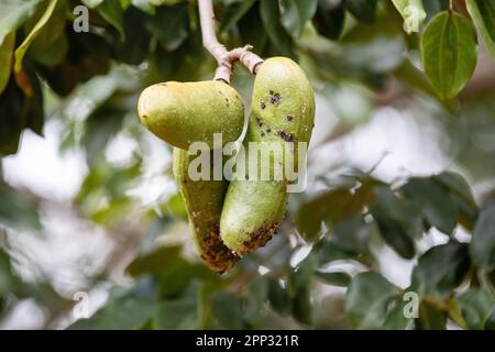 Jatobá , jatoba, fruit -Hymenaea courbaril- typical fruit of the Brazilian cerrado Stock Photo