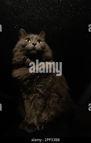 Adorable kitty cat low angle view vertical image of longhair gray domestic cat sitting against isolated black background with stars behind. Stock Photo