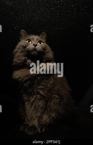Cute young happy cat low angle view vertical image of longhair gray domestic cat sitting against isolated black background with stars behind. Stock Photo