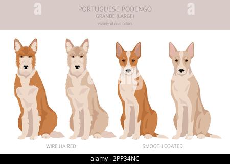 Portuguese Podengo Grande clipart. Different poses, coat colors set.  Vector illustration Stock Vector