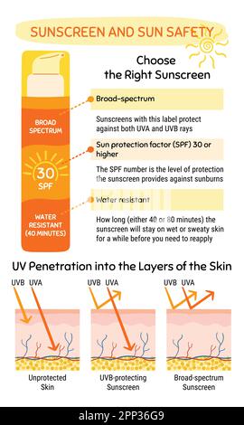 How to choose and apply sunscreen infographic. UV penetration into the layers of the skin. Broad-spectrum, water resistant SPF protection and sun safe Stock Vector