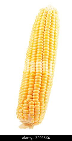ear of corn isolated on a white background. Stock Photo